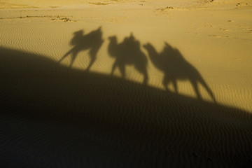 Shadow camel riding