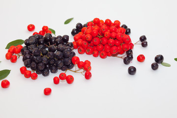 clusters of red and black mountain ash on a white background