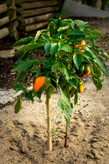 Paprika am Stock im eigenen Garten kurz vor der Reife bei Sonnenunergang, orange, grün