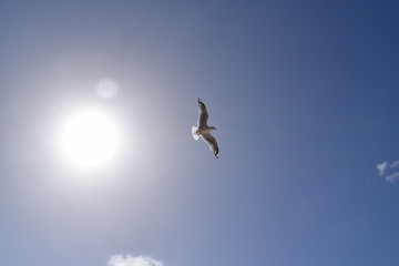 bird flying