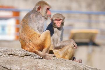 サル