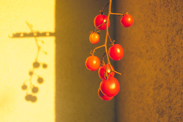 Mehrere Tomaten an einer Rispe hängen zum Nachreifen am Haus. Die rötliche Abendsonne lässt die Szene glühen und wirft ein Schattenbild der Tomaten auf die Wand