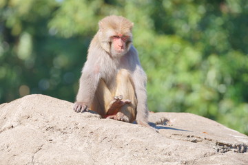 Fototapeta premium サル