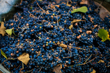 Harvesting of dark grapes for wine in a basket. Top view.