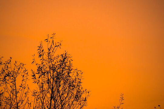Beautiful tree and sky, sunset, evening, abstraction tree, dusk, orang sky, orange clouds, texture, tree on background, landscape, fon