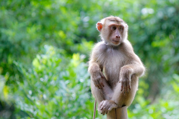 Portrait of macaque monkey