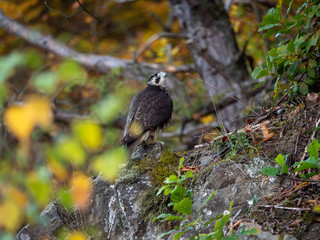 Saker falcon (Falco cherrug) in autumn forest. Saker falcon sitting on rock in autumn tree.