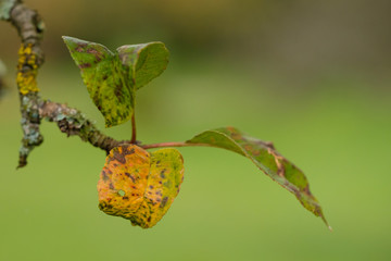 Laub im Herbst Apfelbaum