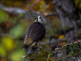 Saker falcon (Falco cherrug) in autumn forest. Saker falcon sitting on rock in autumn tree.