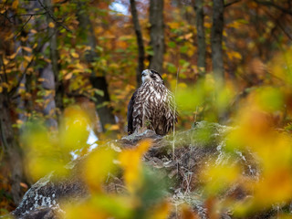 Saker falcon (Falco cherrug) in autumn forest. Saker falcon sitting on rock in autumn tree.