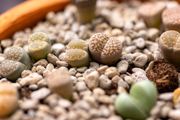 lithops succulent, spices on wooden background