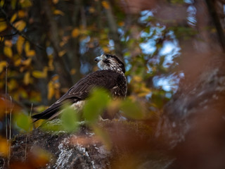 Saker falcon (Falco cherrug) in autumn forest. Saker falcon sitting on rock in autumn tree.