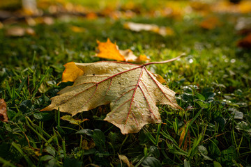 Ahornblatt mit Tau auf Wiese