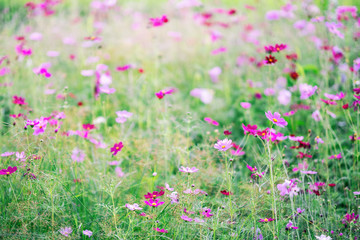 Obraz na płótnie Canvas Colorful cosmos flowers blooming in the garden