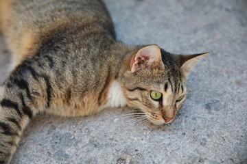 Obraz premium Griechische Katzen