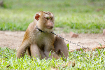 Portrait of macaque monkey
