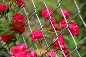 roses grimpantes sur la clôture