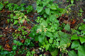 background of green leaves