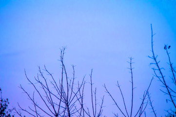 Beautiful tree and sky, sunset, evening, abstraction tree, dusk, blue purpure sky, blue purpure clouds, texture, tree on background, landscape, fon