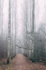 Fototapeta na wymiar misty forest a foggy autumn day
