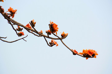 Bombax ceiba flowers blooming in the trees branche at dusk.