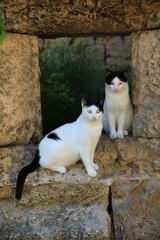 Fototapeta na wymiar Griechische Katzen