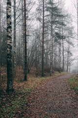 misty forest a foggy autumn day