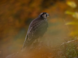 Saker falcon (Falco cherrug) in autumn forest. Saker falcon sitting on rock in autumn tree.