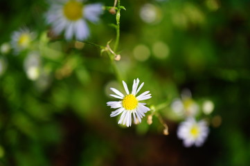 daisy in the grass