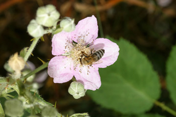 Honigbiene auf einer Rosenblüte, Apis mellifera