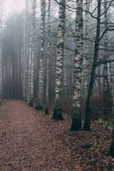 Obraz premium misty forest a foggy autumn day