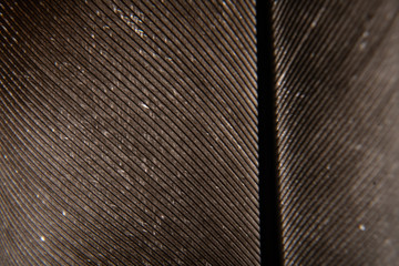 very detailed macro of the pigeon feather inside the isolated, clean studio