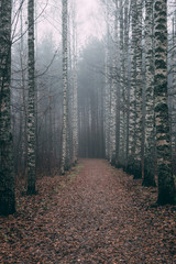 Fototapeta premium misty forest a foggy autumn day