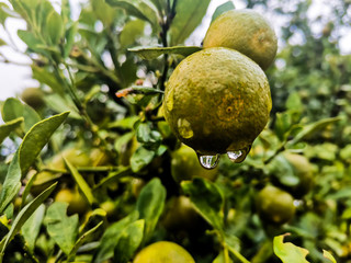 lemon on tree