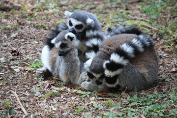 Avifauna Nederland Park. Themed bird zoo.