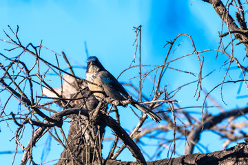 Blue Scrub Jay grasps branch perch tightly atop dead wood tree with blue sky in background while looking straight ahead.