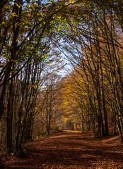 Avenue of autumn trees in the Parco dei Cento Laghi ie Park of One Hundred Lakes, in the Apennine mountains National Park, Italy. Near Lagostrello.