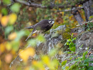 Saker falcon (Falco cherrug) in autumn forest. Saker falcon sitting on rock in autumn tree.