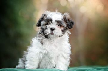 Naklejka na ściany i meble little cute puppy shih tzu lovely dog ​​portrait