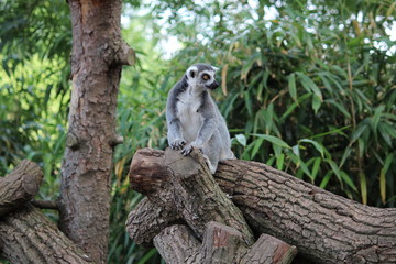 Avifauna Nederland Park. Themed bird zoo.
