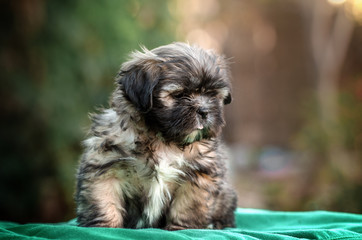Naklejka na ściany i meble little cute puppy shih tzu lovely dog ​​portrait