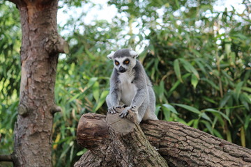Avifauna Nederland Park. Themed bird zoo.