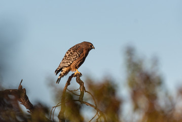 Fierce Red Shouldered Hawk rests atop dried branch perch with sharp claws while turned profile to the right for potential prey to hunt.