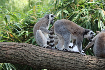 Avifauna Nederland Park. Themed bird zoo.