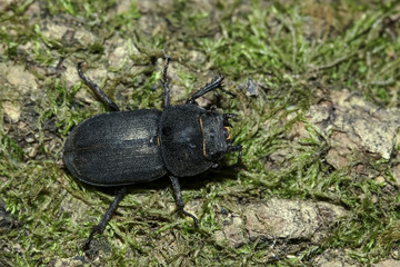 Weiblicher Hirschkäfer, Lucanus cervus
