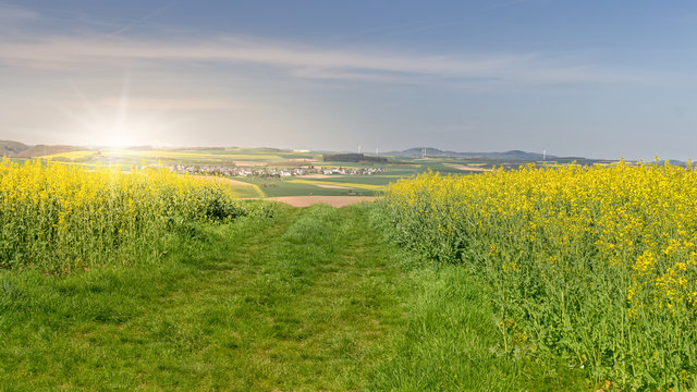 Rapeseed Field Scenery with a Path