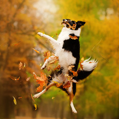 border collie dog funny walk in autumn park yellow color beautiful portrait