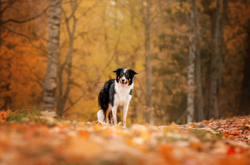 border collie dog funny walk in autumn park yellow color beautiful portrait - obrazy, fototapety, plakaty