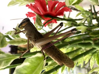 Common Grasshopper - Short horned grasshopper species