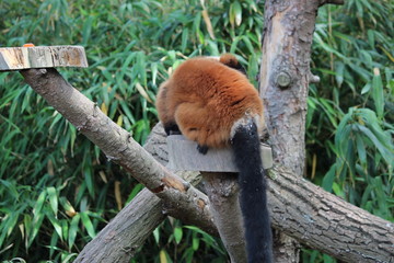 Obraz premium Avifauna Nederland Park. Themed bird zoo.